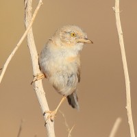Afriška puščavska penica
